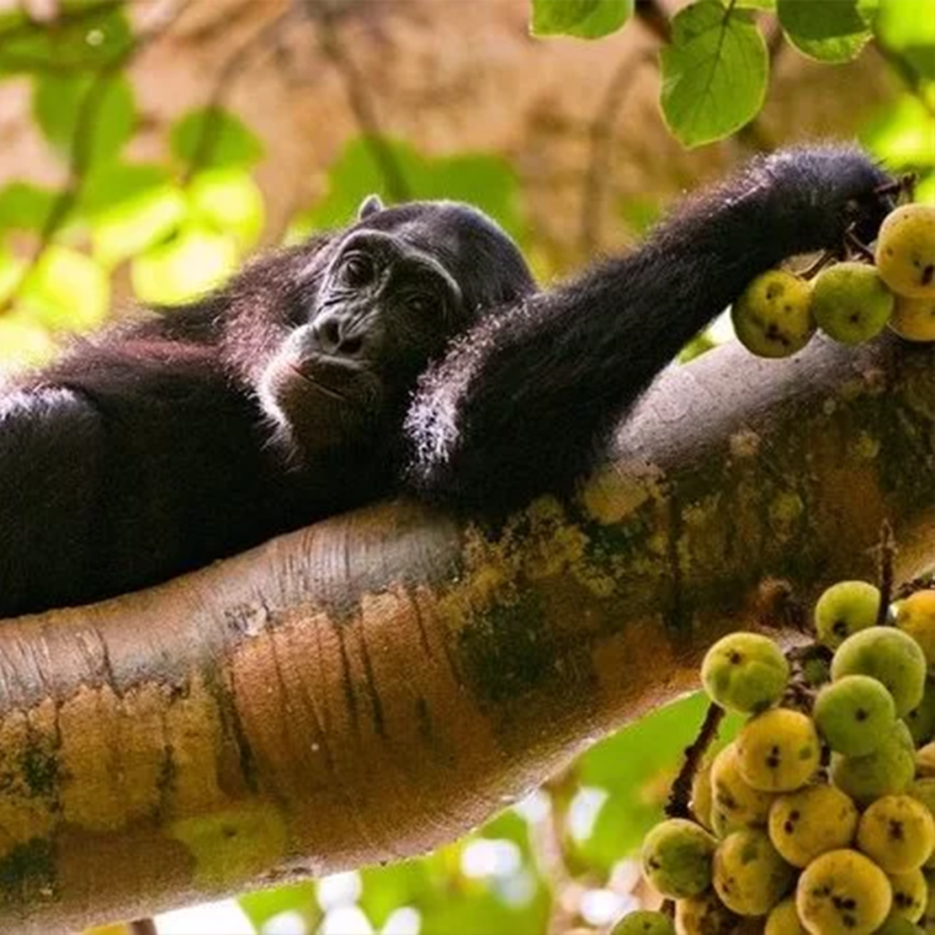 We sleep in the jungle