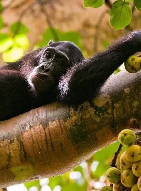 We sleep in the jungle