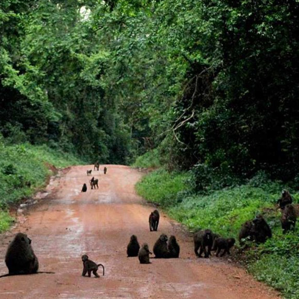 We sleep in the jungle